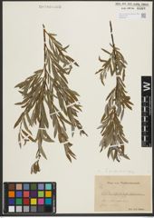 Foto von Salix purpurea L. x Salix repens L.